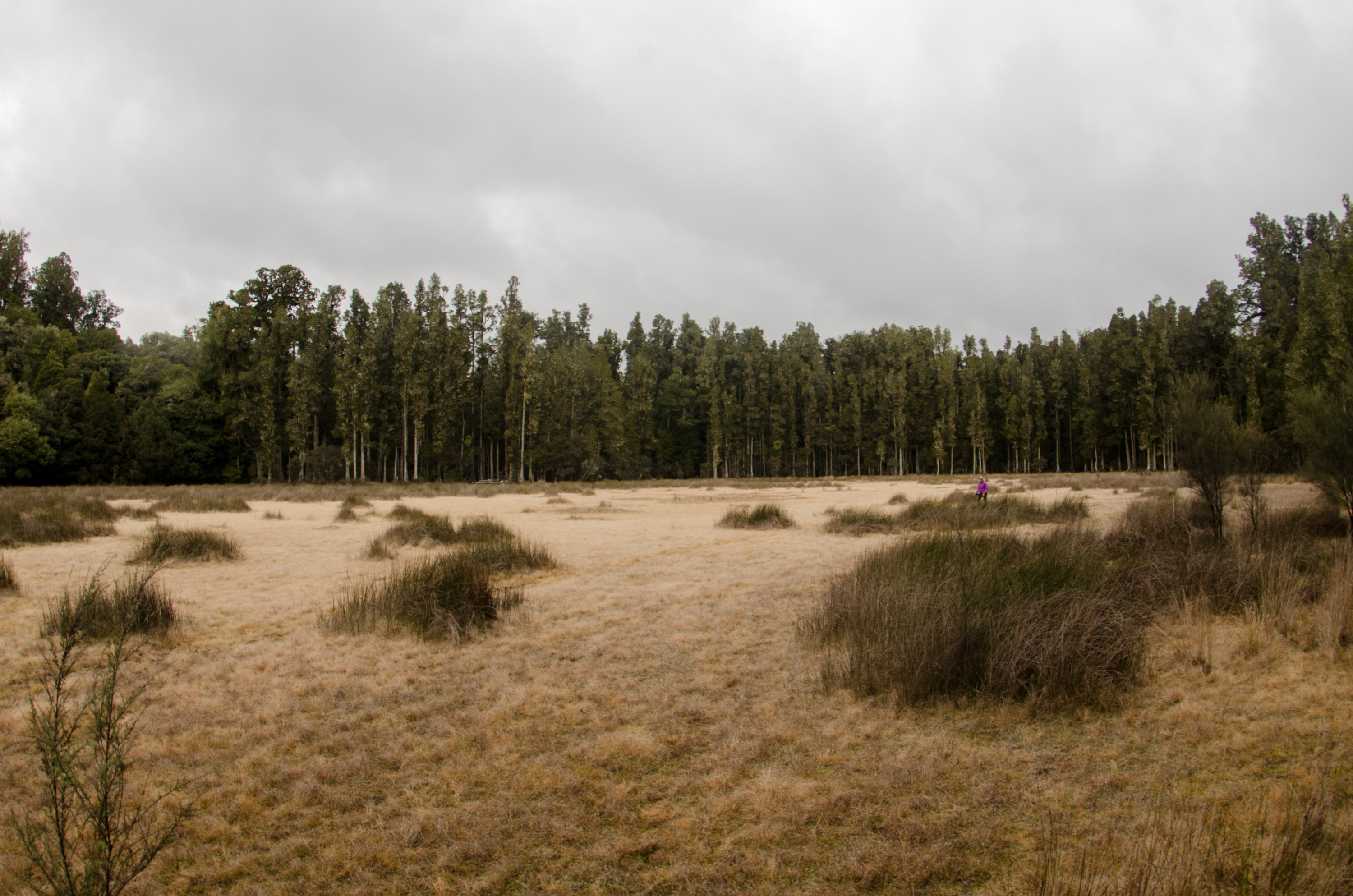 DSC_3344 – tawa, podocarp, forest,
ephemeral, lagoon, kahikatea, Arohaki Lagoon, Whirinaki, Te Pua-a-Tāne, Conservation, Park,